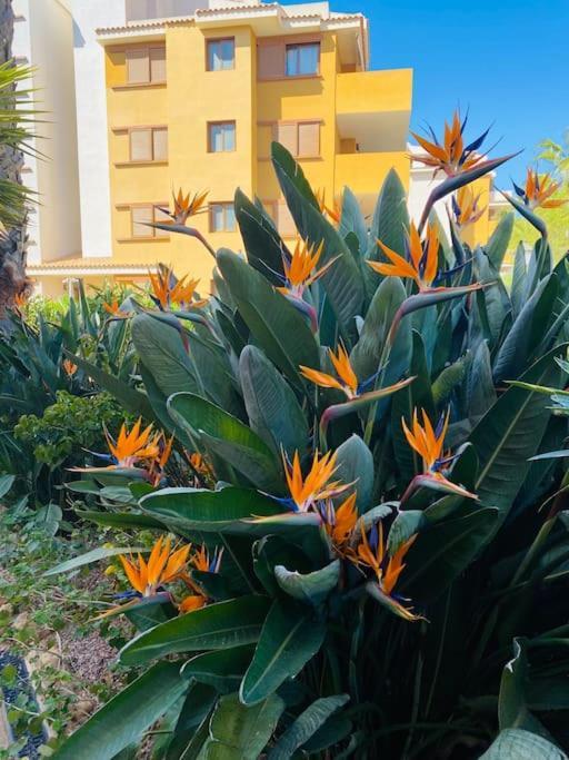 Casa De Flores Torrevieja Esterno foto